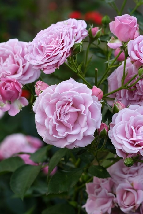 冬季大苗】バラ苗 マチネ 国産苗 6号鉢植え品［農林水産省 品種登録