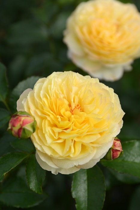 ro✴✴✴3様専用＊バラ苗 【公式通販】