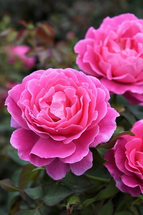 冬季大苗】バラ苗 雨ニモマケズ・クラウンオブローズヒップ 国産苗 6号