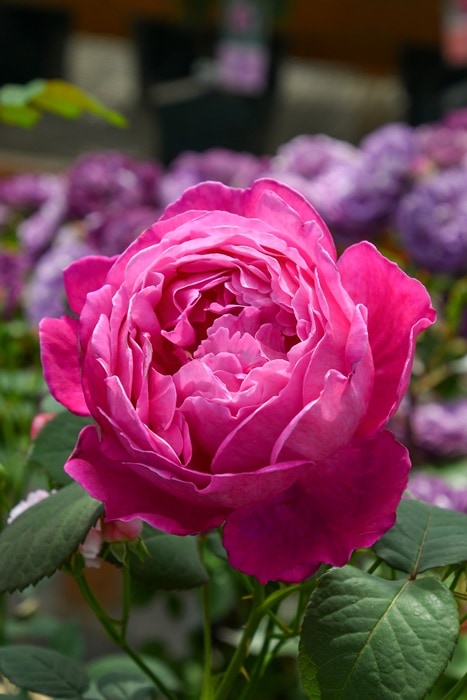 ���ߵ����ġۥХ��� ���ե����ե��� ���� 6��ȭ�����ʡη����ʼ�ϡ�KMG-KMG�ա�0109�����