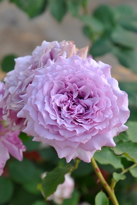 冬季大苗】バラ苗 ウィンディーナイト 国産苗 6号鉢植え品［契約品種