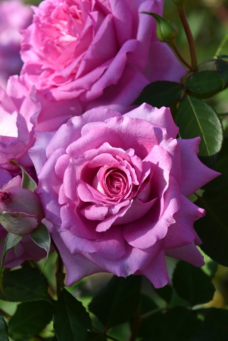 バラ　新苗　エリザベート　ロサオリエンティス　正規品 バラ苗【6号新苗】エリーゼ 国産苗 6号鉢植え品［契約品種］《J