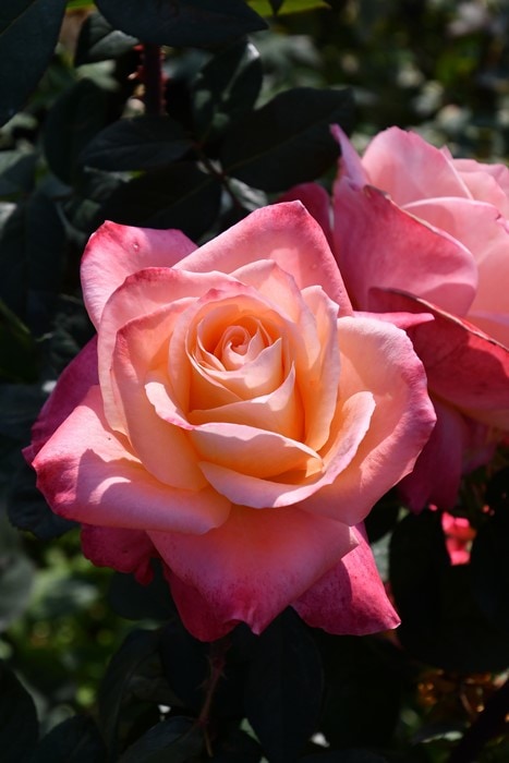 バラ苗【新苗】イーハトーブの花火 国産苗［契約品種］《JB-YR