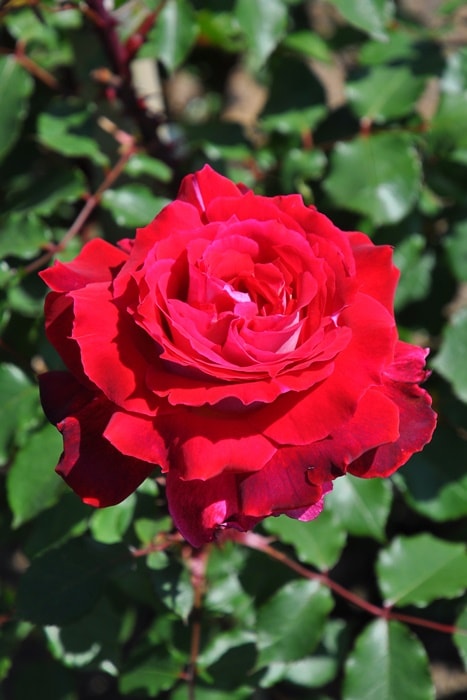 �Х��ġ�6�濷�ġۥ�����̥롼���� ���� 6��ȭ�����ʡη����ʼ�ϡ�J-RO��
