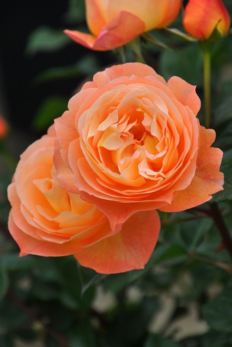 限定品】 バラ苗 メルカリ - 3年生超大苗 ロビン 花 - 花