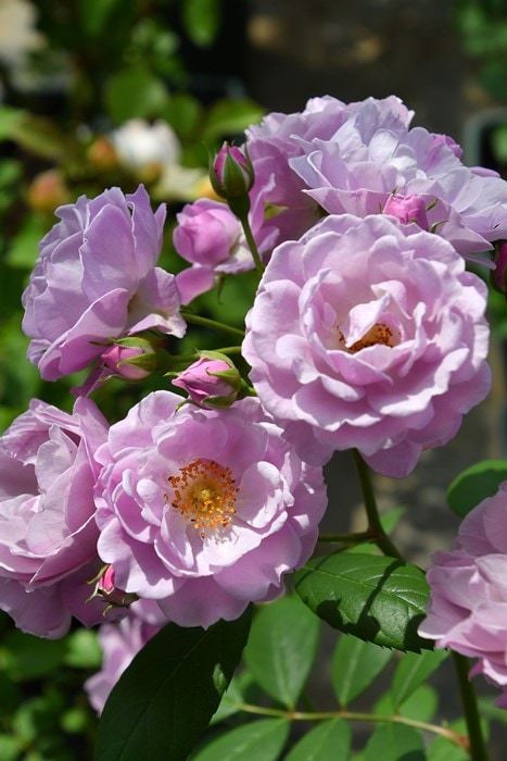 Хġġۥ饤åǥ  6ȭʡηʼϡOM-ZEK