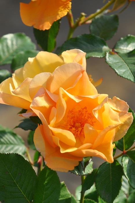 和バラ超大開花苗 バラ苗 ラクラス 超長期開花 矮性 4号接ぎ木（植え替えず11〜4月