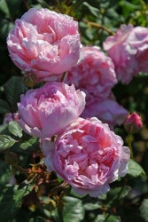 ġۥХ ޥ쥬  6ȭʡMA-MA