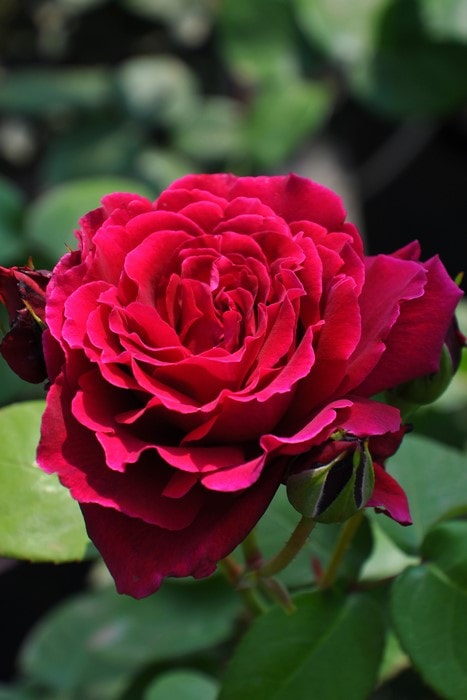 ���ߵ����ġۥХ��� ���꡼�̥롼���� ���� 6��ȭ�����ʡ����ӿ建�� ��Ͽ�ʼ�ϡ�Kb-KBO�ա�0116�����