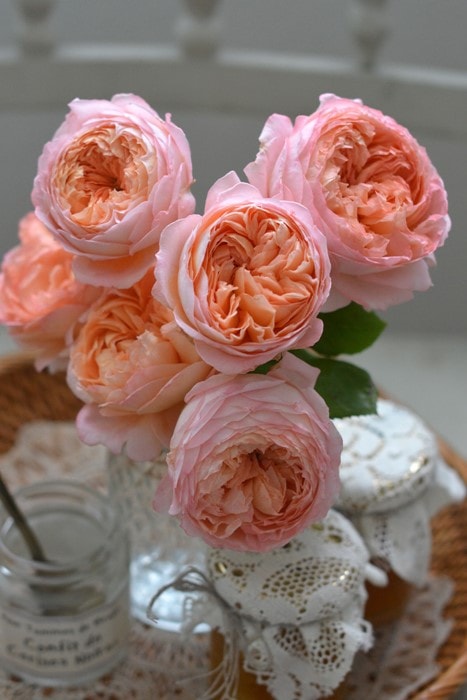 冬季大苗】バラ苗 コンフィチュール 国産苗 6号鉢植え品［農林水産省