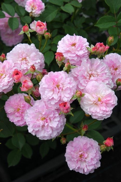 ���ߵ����ġۥХ��� �ץ��ݥ�� ���� 6��ȭ�����ʡ����ӿ建�� �ʼ���Ͽ�д���ϡ�Kb-RM�ա�0116�����