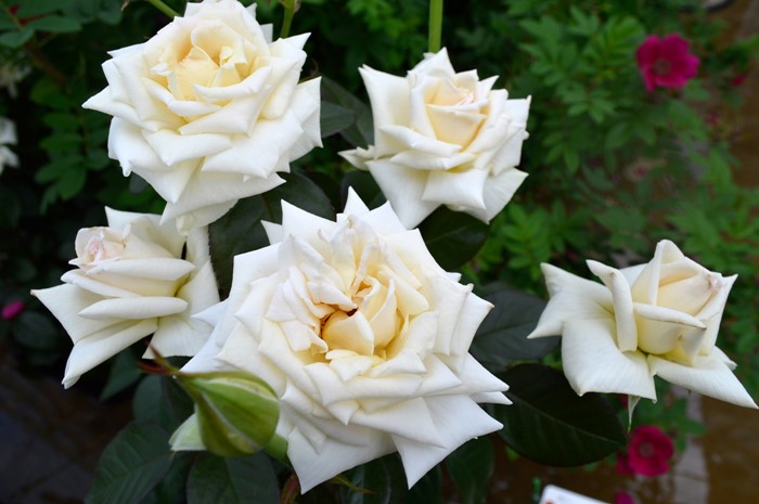 大苗】バラ苗 クレムドゥメイアン 国産苗 6号鉢植え品［農林水産