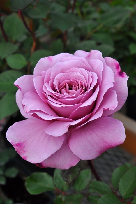 バラ苗 emi出品 楽天市場】バラ苗【中苗】ディオレサンス 国産苗 6号鉢植え品［契約