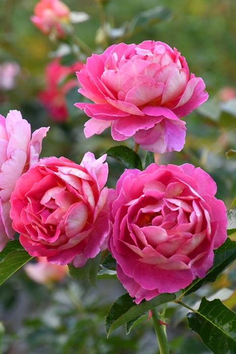 ���ߵ����ġۥХ��� �����ץ�ɥ��ѥ� ���� 6��ȭ�����ʡ����ӿ建�� �ʼ���Ͽ�д���ϡ�Han-DEL�ա�0109�����