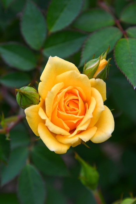 Riramon様♡ご予約 バラ苗 Riramon様♡ご予約 バラ苗 Riramon様♡ご