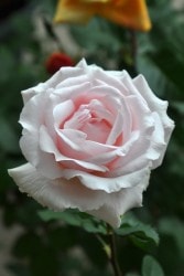 �����ġۥХ��� ����ʥѥ֥��� ���� 6��ȭ�����ʡ�J-HT20��