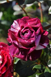 �����ġۥХ��� ������ڥեꥪ�����쥷������ ���� 6��ȭ�����ʡ�J-HT25��