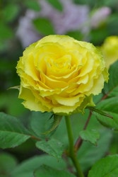 �����ġۥХ��� ���� ���� 6��ȭ�����ʡ�J-HT25��