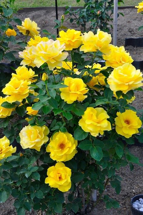 大苗】バラ苗 マイダスタッチ 国産苗 6号鉢植え品《J-HT20》 | すべて