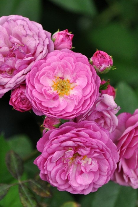 ڥ若ۡġۥХ ĥե󥷥塼٥  6ȭʡJ-OB20 ָ