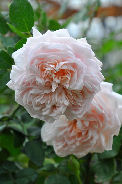 ���ߵ����ġۥХ��� ����ȥ��֥襳�ϥ� ���� 6��ȭ�����ʡη����ʼ�ϡ�KMG-KMG�ա�0109�����