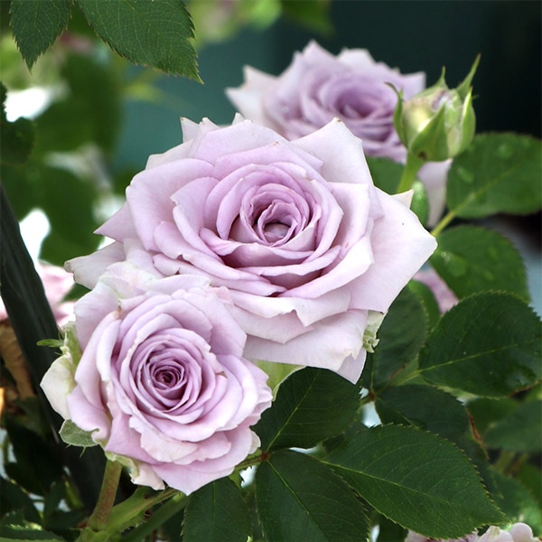 冬季大苗】バラ苗 リトルブルース 国産苗 6号鉢植え品［契約品種