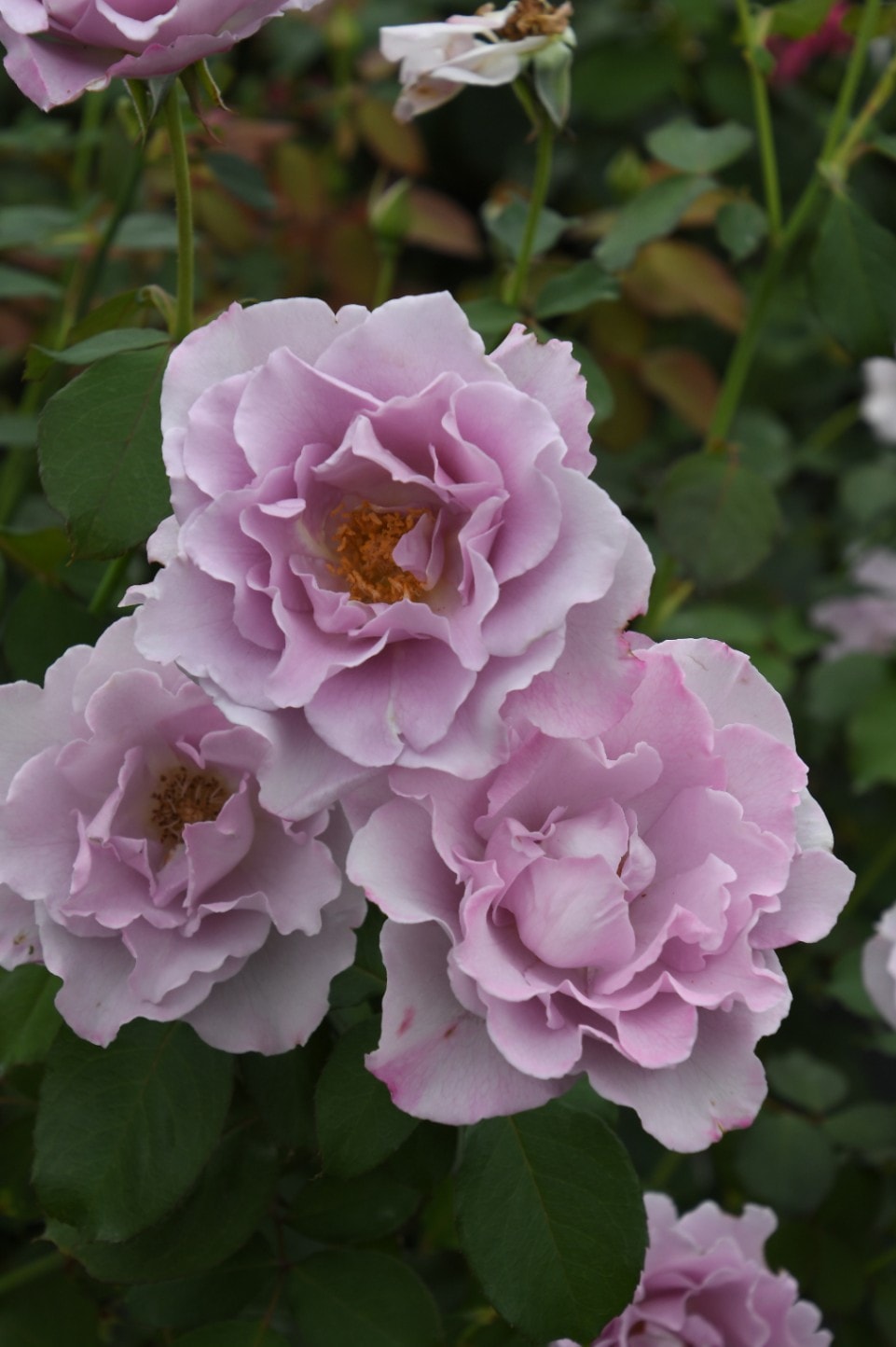 冬季大苗】バラ苗 エンジェルスマイル 国産苗 6号鉢植え品［契約品種