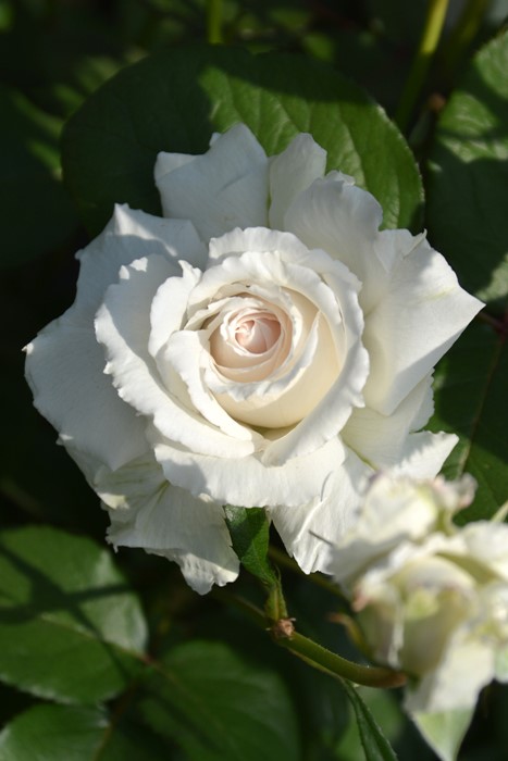 ���ߵ����ġۥХ��� ���꡼�� ���� 6��ȭ�����ʡη����ʼ�ϡ�J-RO�ա�1212�����