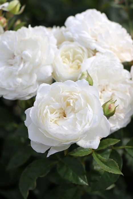 ���ߵ����ġۥХ��� �ȥ�˥ƥ� ���� 6��ȭ�����ʡ����ӿ建�� ��Ͽ�ʼ�ϡ�J-RP�ա�1201�����