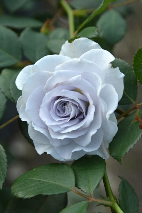 冬季大苗】バラ苗 ブルーグラビティ 国産苗 6号鉢植え品［農林水産省