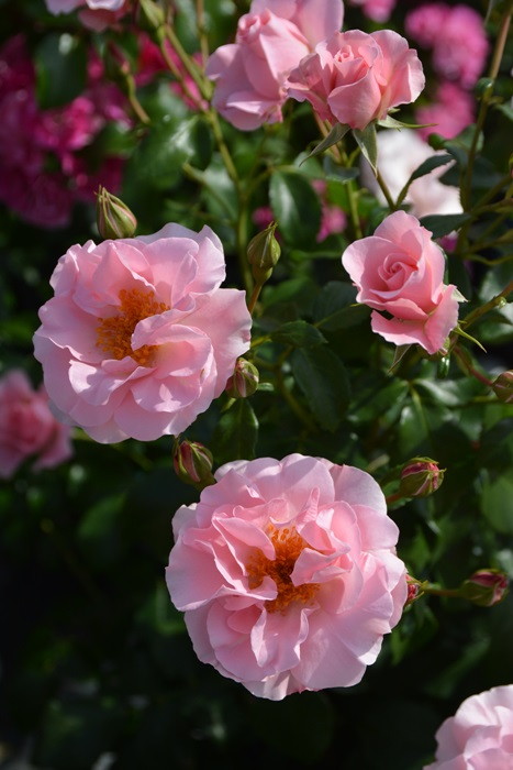 冬季大苗】バラ苗 リサリサ 国産苗 6号鉢植え品［農林水産省 登録品種