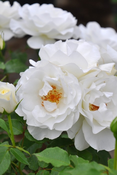 �����ġۥХ��� ���饷������ ���� 6��ȭ�����ʡ����ӿ建�� ��Ͽ�ʼ�ϡ�J-RP��