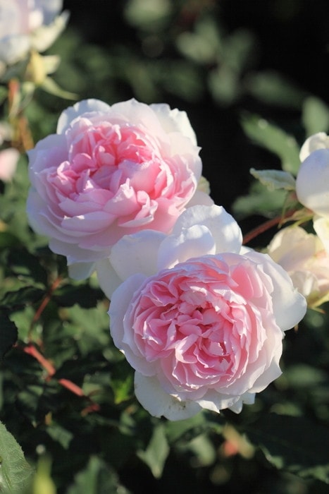 ġۥХ ޡ  6ȭʡӿ建 ϿʼϡJ-RP