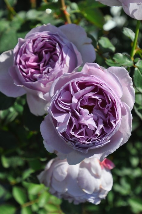 ���ߵ����ġۥХ��� ��� ���� 6��ȭ�����ʡ����ӿ建�� ��Ͽ�ʼ�ϡ�J-RN�ա�1201�����