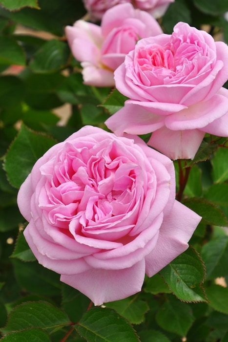 冬季大苗】バラ苗 メアリーレノックス 国産苗 6号鉢植え品［農林水産省