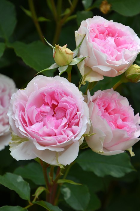 予約大苗 バラ苗 フォーシーズンズ Sh桃 国産苗 6号鉢植え品 農林水産省 品種登録出願中 J Ro 22秋新品種 2月末までのお届け すべての商品 バラの家 公式本店 ロサオリエンティス バラ苗 専門店