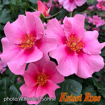 冬季大苗】バラ苗 シーユーインピンク 国産苗 6号鉢植え品［農林水産省