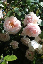 ġۥХ ˥  6ȭʡJ-CL20