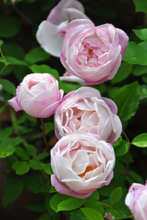 ワンコ　バラ苗 バラ苗【中苗】サクラクリスタル 国産苗 6号鉢植え品［農林水産