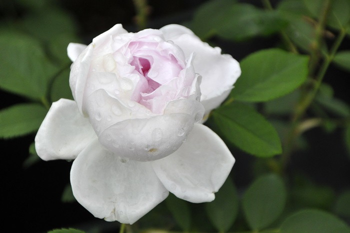 大苗】バラ苗 プリンセスオブウェールズ 国産苗 6号鉢植え品《J-OC20