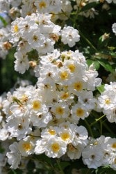 ġۥХ ֥󥰥쥯  6ȭʡJ-OC20