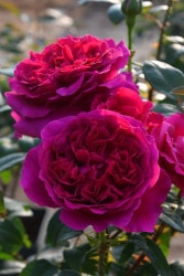 ġۥХ ں̡  6ȭʡӿ建 ϿʼϡKb-KBO