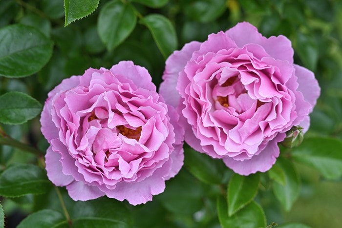 冬季大苗】バラ苗 アレキサンドラダビッドニール 国産苗 6号鉢植え品