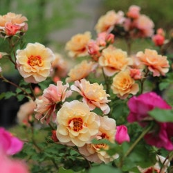 �Х��ġ����ġۥ����٥꡼������ ���� 6��ȭ�����ʡη����ʼ�ϡ�OM-ZEK��