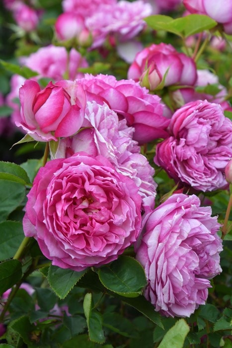 Хġġۥ쥹  6ȭʡOS-OS2