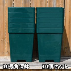 ひろココ♡　オセロ　ロザリンド　新苗　ER バラの家 公式本店 ロサオリエンティス【バラ苗 専門店】 商品一覧
