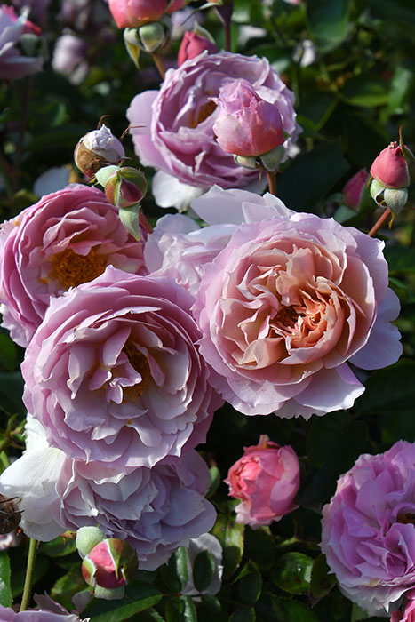 バラ苗【中苗】シャーウッド 国産苗 6号鉢植え品［農林水産省 品種登録