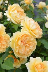 �Х��ġ����ġۥǥ����� ���� 6��ȭ�����ʡ����ӿ建�� �ʼ���Ͽ�д���ϡ�J-RP��