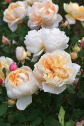 �Х��ġ����ġۥ����ѡ��˥� ���� 6��ȭ�����ʡ����ӿ建�� �ʼ���Ͽ�д���ϡ�J-RP��