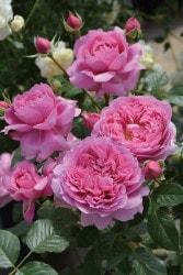 �Х��ġ����ġۥץ�ޥ������� ���� 6��ȭ�����ʡ����ӿ建�� �ʼ���Ͽ�д���ϡ�J-RP��